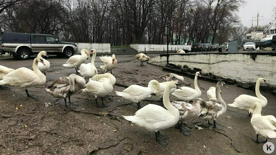 Три лебедя в Балтийске пострадали от разлитых на воде нефтепродуктов (фото)   - Новости Калининграда | Фото: «Биосфера Балтики» 
