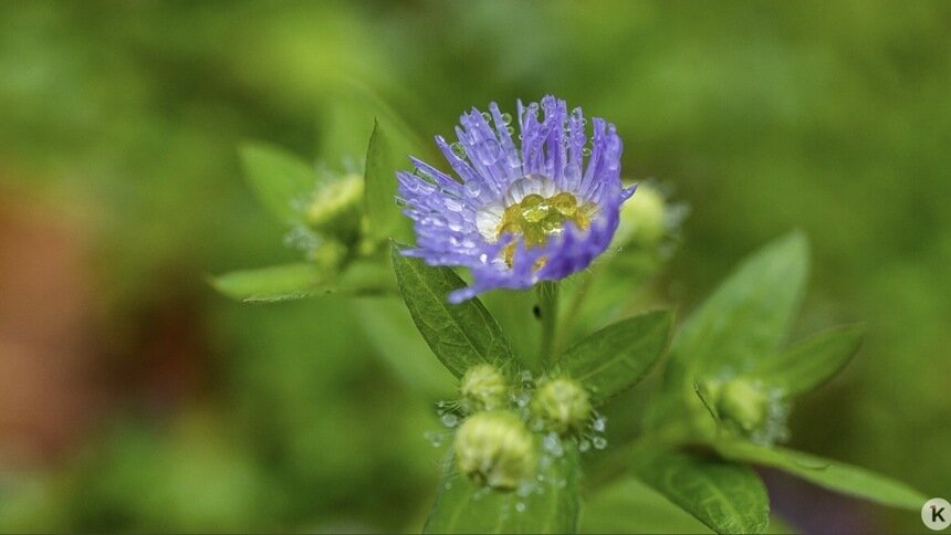 Погода в Калининграде и области в четверг - Новости Калининграда | Фото: Александр Подгорчук / «Клопс»