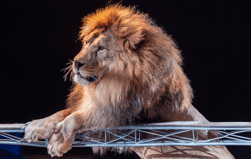 Цирк «Виват» запускает новогоднее шоу с королём-львом Ромбомболем XIII - Новости Калининграда