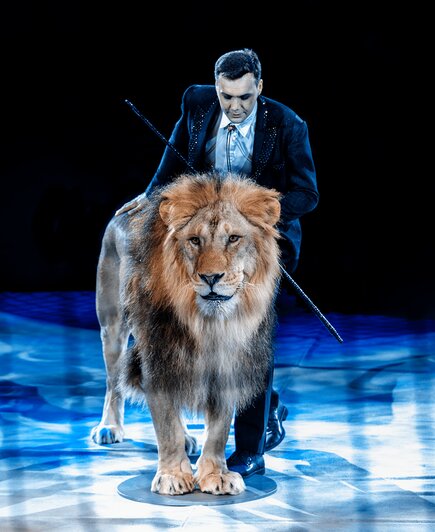 Цирк «Виват» запускает новогоднее шоу с королём-львом Ромбомболем XIII - Новости Калининграда