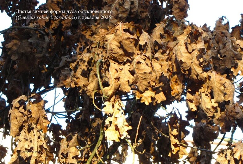 На Куршской косе растёт дуб, который круглый год не расстаётся с листвой: эксперт объяснил занятный феномен - Новости Калининграда | Фото: национальный парк «Куршская коса» / Ирина Губарева