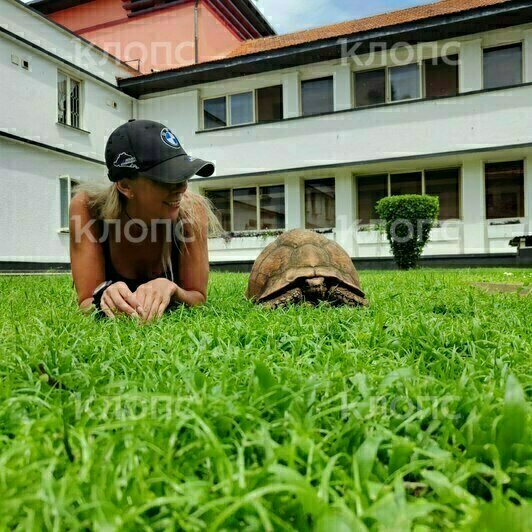Хамелеона, черепаху и варана можно встретить на улице  | Фото: Юлия Тараско