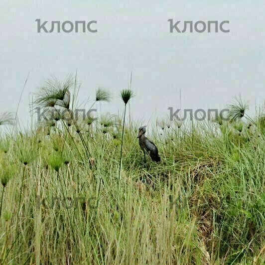 Во время сафари удалось понаблюдать за жирафами и крокодилами. В болотистой местности встретилась редкая птица — китоглав | Фото: Юлия Тараско