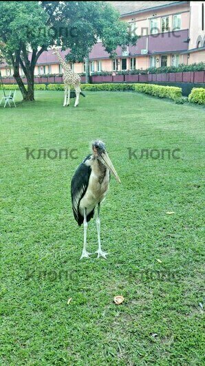 Марабу — крупные птицы из семейства аистовых. Они достаточно наглые, что-то вроде наших голубей — подходят близко к людям, могут воровать еду со столов в уличных кафе | Фото: Юлия Тараско