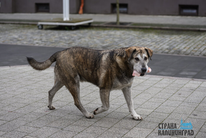 Черняховск. Повседневность в кадре | Фото: Александр Мелехов
