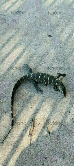 Хамелеона, черепаху и варана можно встретить на улице  | Фото: Юлия Тараско