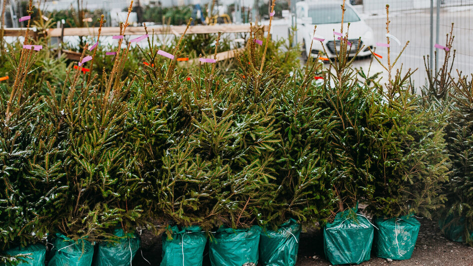 Праздник начинается здесь: в Калининграде стартовал легендарный ёлочный базар на Портовой - Новости Калининграда
