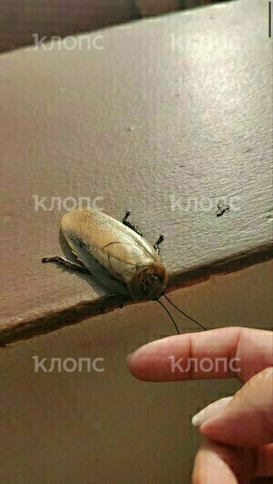 Питомцы и обитатели съёмного дома  | Фото: Юлия Тараско