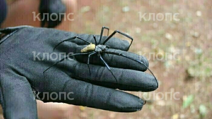 На берегу Нила рафтеры прошли через тоннель из паутины с сотнями членистоногих | Фото: Юлия Тараско