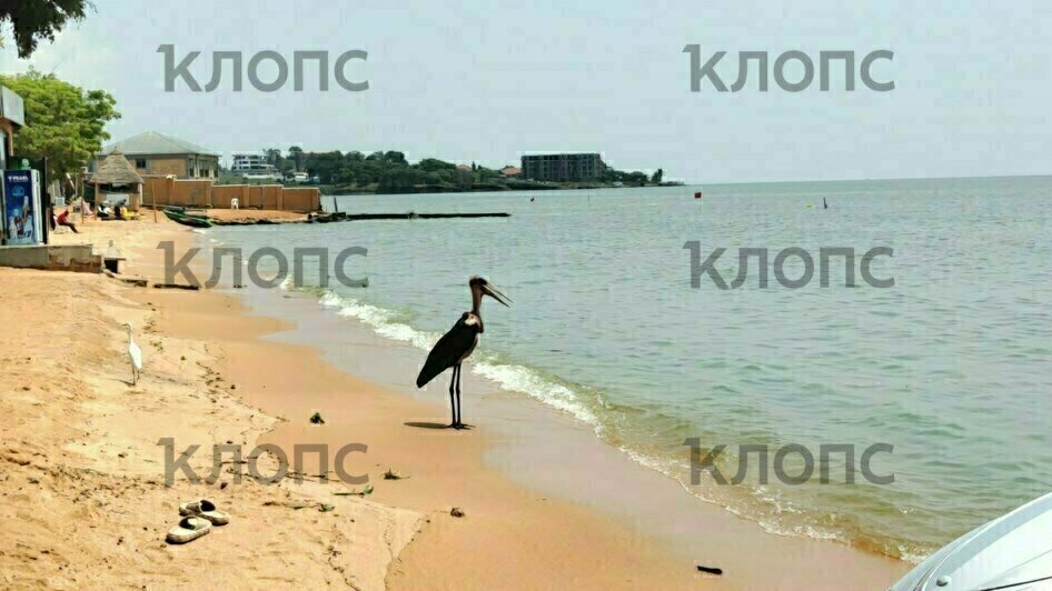 Марабу — крупные птицы из семейства аистовых. Они достаточно наглые, что-то вроде наших голубей — подходят близко к людям, могут воровать еду со столов в уличных кафе | Фото: Юлия Тараско