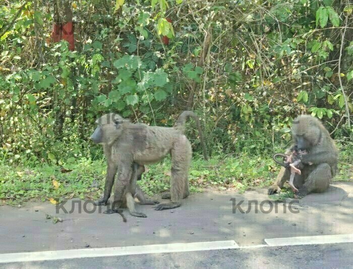 От бабуинов местные жители защищаются при помощи рогаток | Фото: Юлия Тараско
