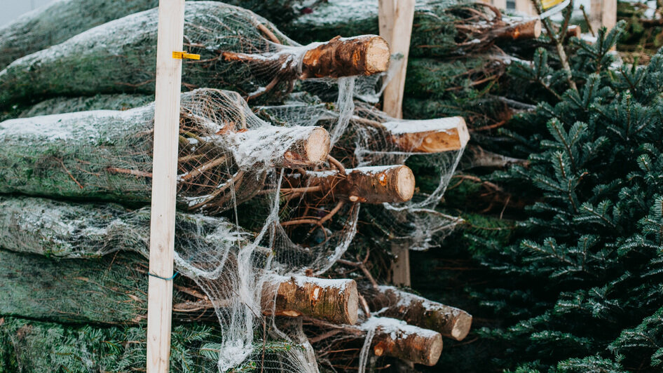 Праздник начинается здесь: в Калининграде стартовал легендарный ёлочный базар на Портовой - Новости Калининграда