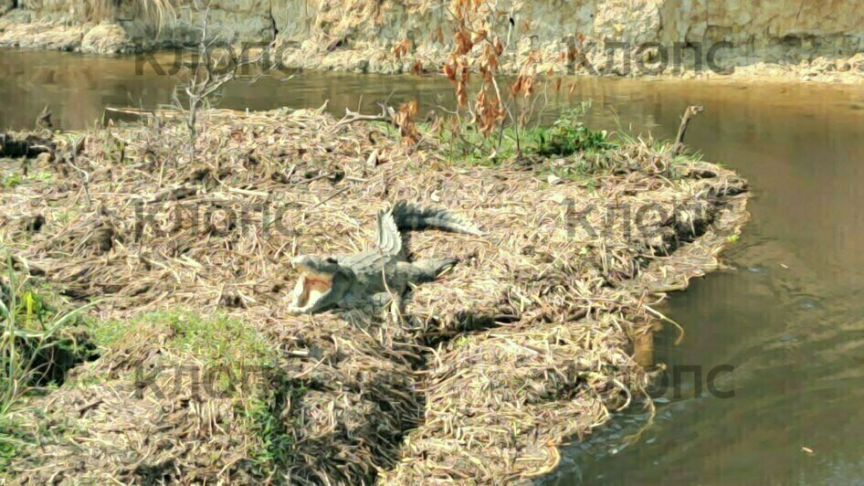 Во время сафари удалось понаблюдать за жирафами и крокодилами. В болотистой местности встретилась редкая птица — китоглав | Фото: Юлия Тараско