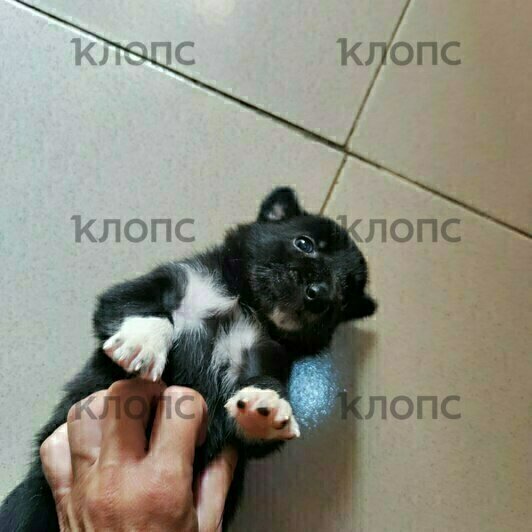 Питомцы и обитатели съёмного дома  | Фото: Юлия Тараско