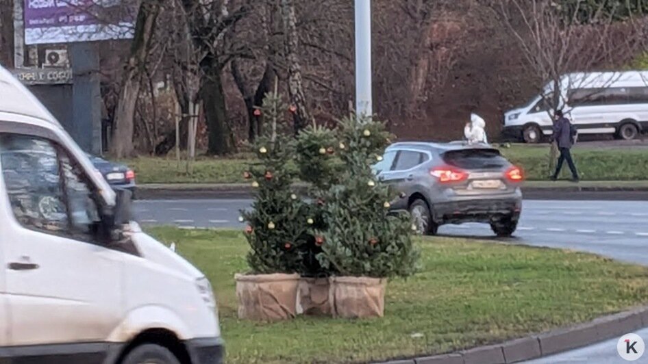 Новогодние пихты на разворотном кольце в Калининграде вызвали у горожан вопросы (фото) - Новости Калининграда | Фото: «Клопс»