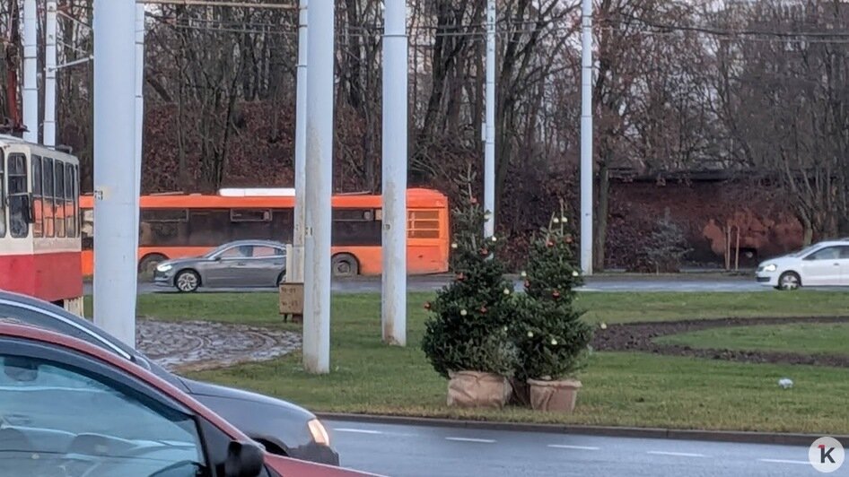 Новогодние пихты на разворотном кольце в Калининграде вызвали у горожан вопросы (фото) - Новости Калининграда | Фото: «Клопс»