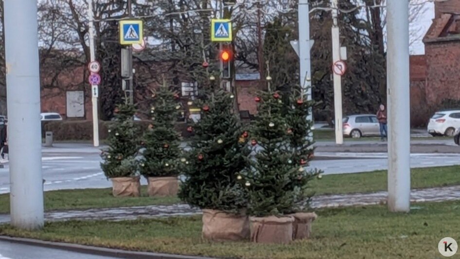 Новогодние пихты на разворотном кольце в Калининграде вызвали у горожан вопросы (фото) - Новости Калининграда | Фото: «Клопс»