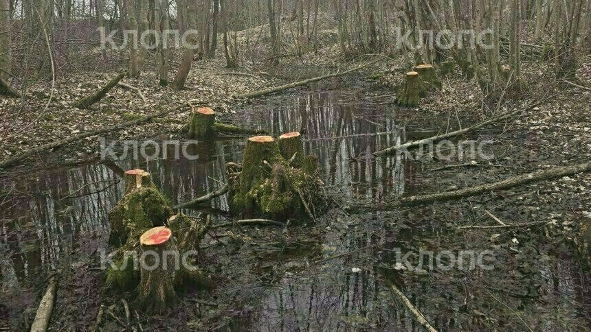 В Калининградской области в 2025 году незаконно вырубили леса на 50 млн рублей   - Новости Калининграда | Фото: очевидец