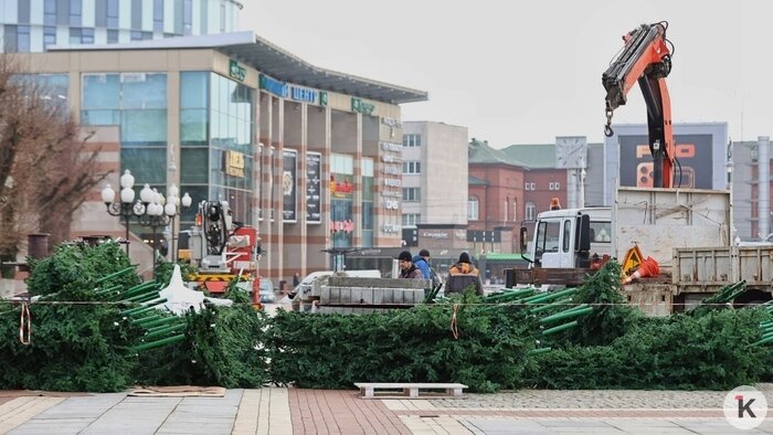 Новая ёлка на площади Победы, льготы для своих и авто не по карману: cобытия недели, которые обсуждали в Калининграде  - Новости Калининграда | Фото: Александр Подгорчук / Архив «Клопс»