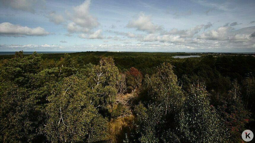 Власти намерены помочь калининградским предприятиям и жителям с древесиной и дровами   - Новости Калининграда | Фото: Александр Подгорчук / Архив «Клопс»