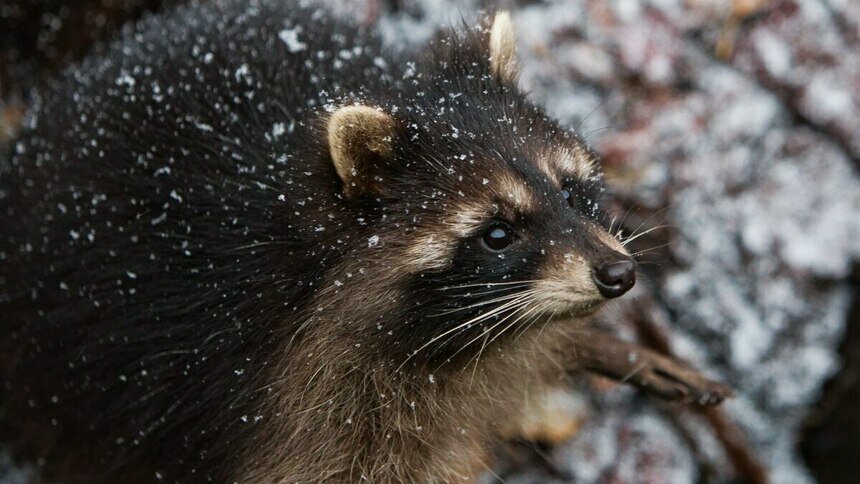 В Калининградском зоопарке отремонтируют старинный вольер, чтобы посетители могли ближе общаться с енотами - Новости Калининграда | Фото: архив «Клопс»
