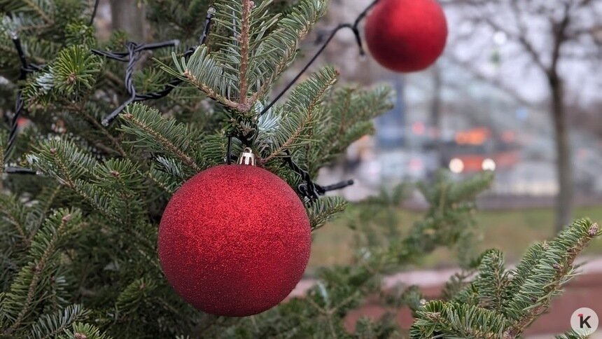 Новогодние пихты на разворотном кольце в Калининграде вызвали у горожан вопросы (фото) - Новости Калининграда | Фото: «Клопс»