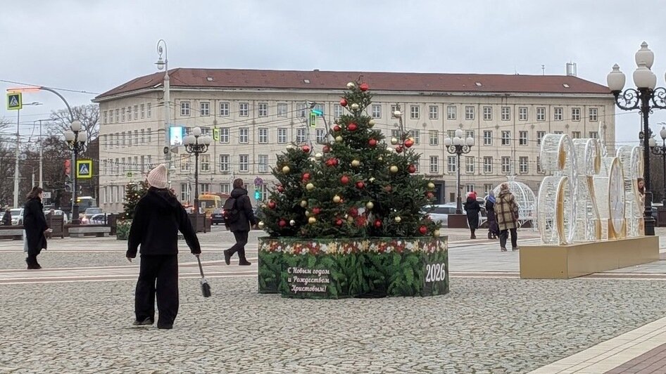 Новогодние пихты на разворотном кольце в Калининграде вызвали у горожан вопросы (фото) - Новости Калининграда | Фото: «Клопс»