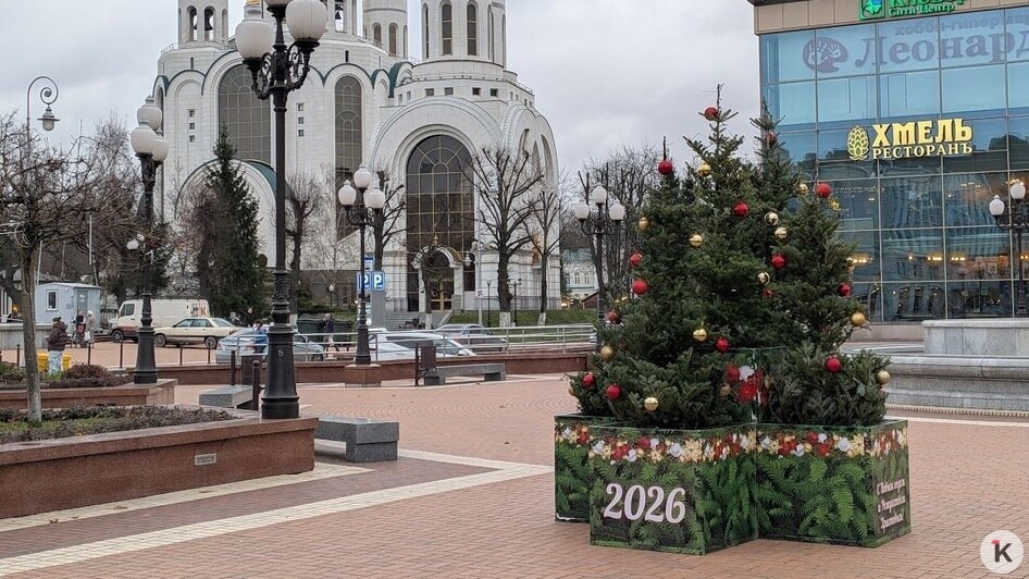 Новогодние пихты на разворотном кольце в Калининграде вызвали у горожан вопросы (фото) - Новости Калининграда | Фото: «Клопс»