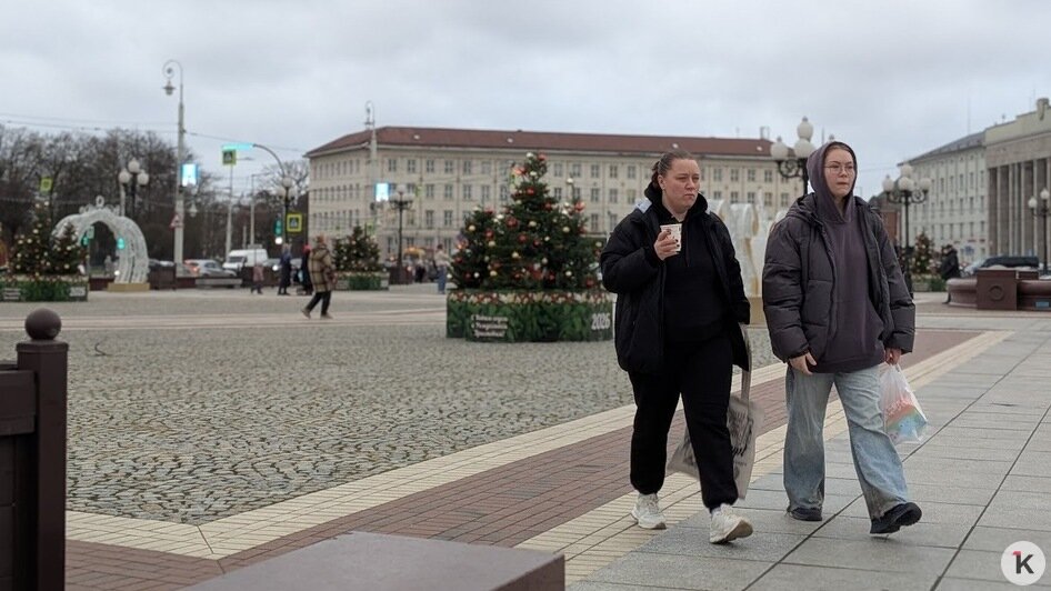 Новогодние пихты на разворотном кольце в Калининграде вызвали у горожан вопросы (фото) - Новости Калининграда | Фото: «Клопс»