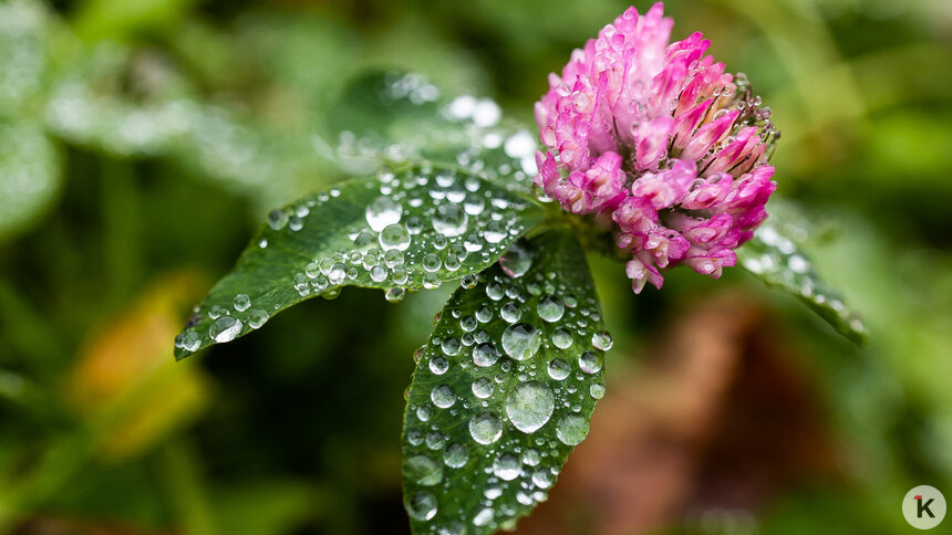 В Калининграде и области в четверг будет облачно с прояснениями - Новости Калининграда | Фото: Александр Подгорчук / «Клопс»