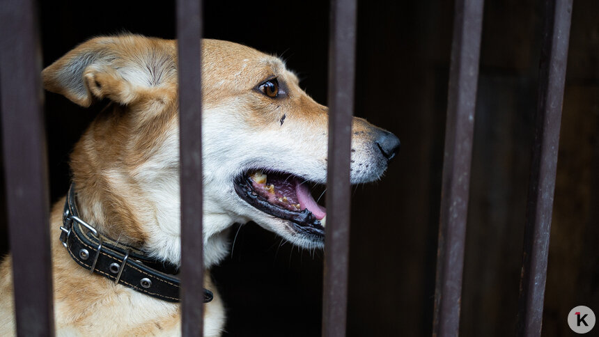 Зимняя прогулка с собакой может быть травмоопасной — кинологи - Новости Калининграда | Фото: Александр Подгорчук / Архив «Клопс»