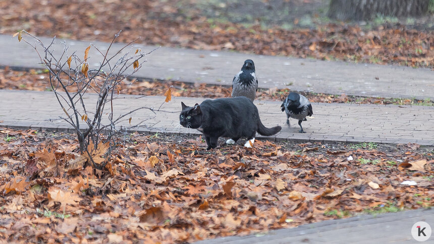 Синоптики рассказали о погоде в Калининграде и области в понедельник, 15 декабря   - Новости Калининграда | Фото: Александр Подгорчук / Архив «Клопс»