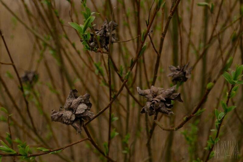 В Виштынецком нацпарке заметили странные «розы» на ивах (фото) - Новости Калининграда | Фото: Виштынецкий национальный парк