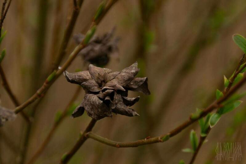 В Виштынецком нацпарке заметили странные «розы» на ивах (фото) - Новости Калининграда | Фото: Виштынецкий национальный парк