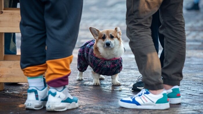 Упасть в кроличью нору или найти выход в Нарнию: на острове Канта открывается рождественская ярмарка - Новости Калининграда