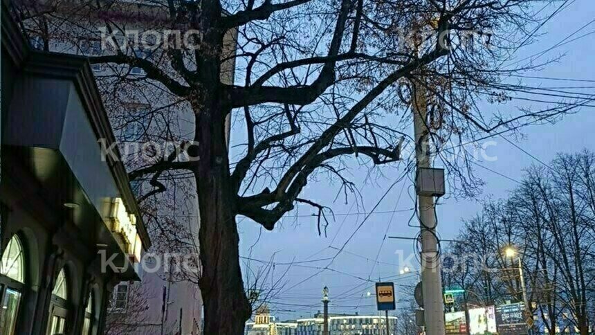 В Калининграде с осени не могут спилить сухие ветви, угрожающие прохожим у КГТУ  - Новости Калининграда | Фото: очевидцы