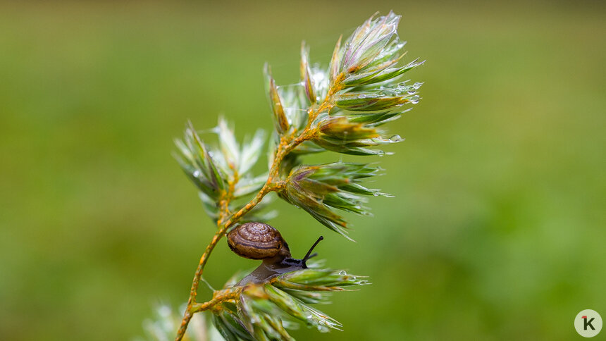Местами будет туман: погода в Калининграде и области в пятницу - Новости Калининграда | Фото: Александр Подгорчук / «Клопс»