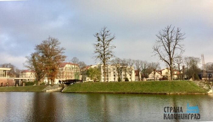 Снега в Калининграде по-прежнему нет. | Фото: Оксана Сазонова