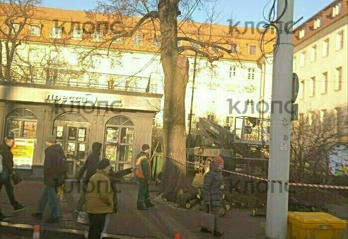 Опасные ветви над головами прохожих у КГТУ спилили сразу же после публикации «Клопс»   - Новости Калининграда | Фото: очевидец