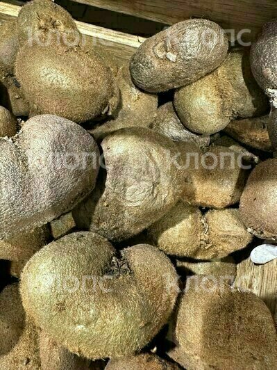 Калининградка заставила супермаркет навести чистоту, сфотографировав гнилые овощи и фрукты     - Новости Калининграда | Фото: Мария