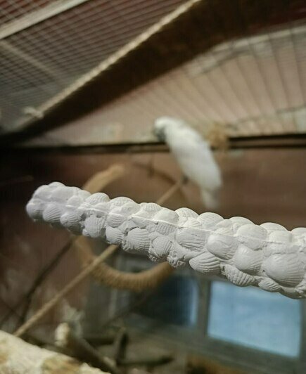 В Калининградском зоопарке вараны и попугаи опробовали переданные им новогодние подарки (фото, видео) - Новости Калининграда | Фото: пресс-служба Калининградского зоопарка