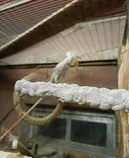 В Калининградском зоопарке вараны и попугаи опробовали переданные им новогодние подарки (фото, видео) - Новости Калининграда | Фото: пресс-служба Калининградского зоопарка