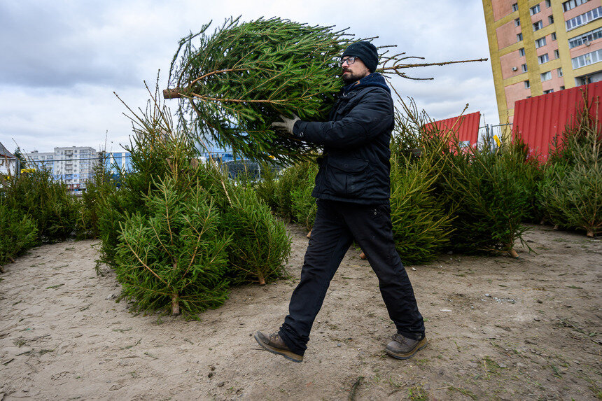 Можно купить зелёную красавицу на любой вкус и кошелёк. | Фото: Александр Мелехов