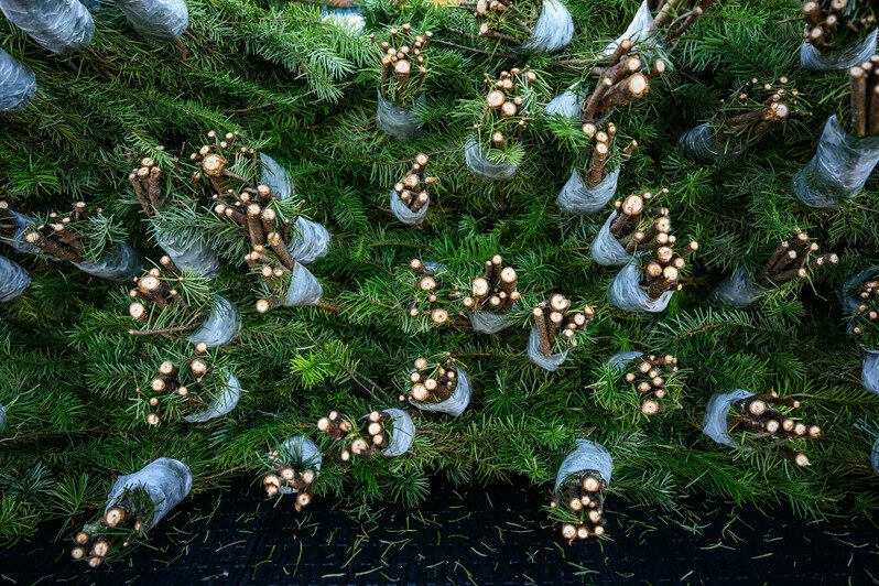 Акорус | Фото: Александр Мелехов