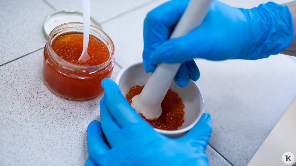 Икру измельчают, чтобы сделать вытяжку, которую и будут исследовать | Фото: Александр Подгорчук / «Клопс»