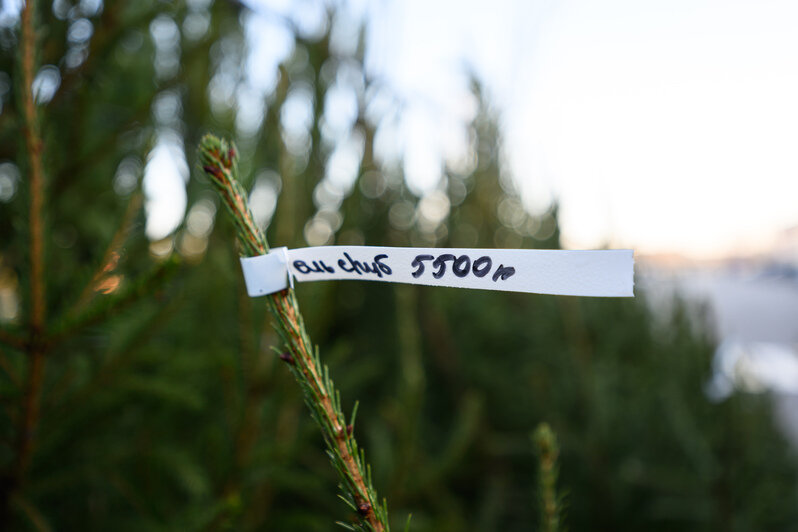 Акорус | Фото: Александр Мелехов