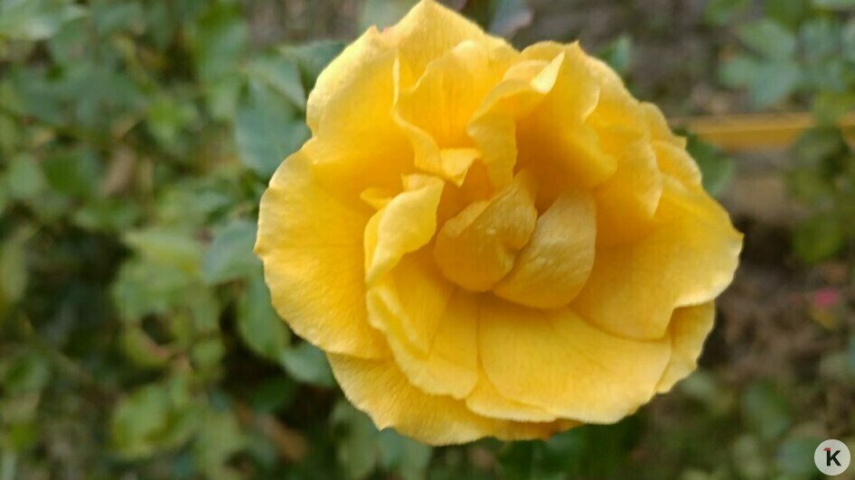 В декабрьском Калининграде цветут розы и порхают бабочки (видео, фото)   - Новости Калининграда | Фото: «Клопс»