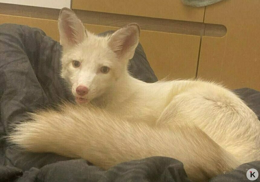 «Мой антидепрессант»: в Калининградской области ищут домашнюю лису, которая сорвалась с поводка и убежала в лес (фото)   - Новости Калининграда | Фото: Юлия 