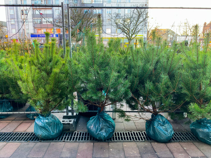 Z-форт | Фото: Александр Мелехов