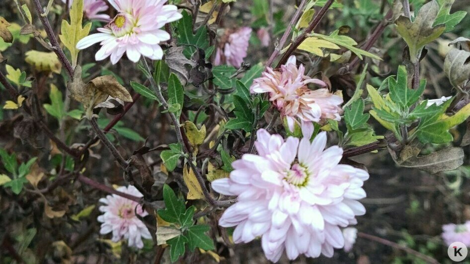 В декабрьском Калининграде цветут розы и порхают бабочки (видео, фото)   - Новости Калининграда | Фото: «Клопс»